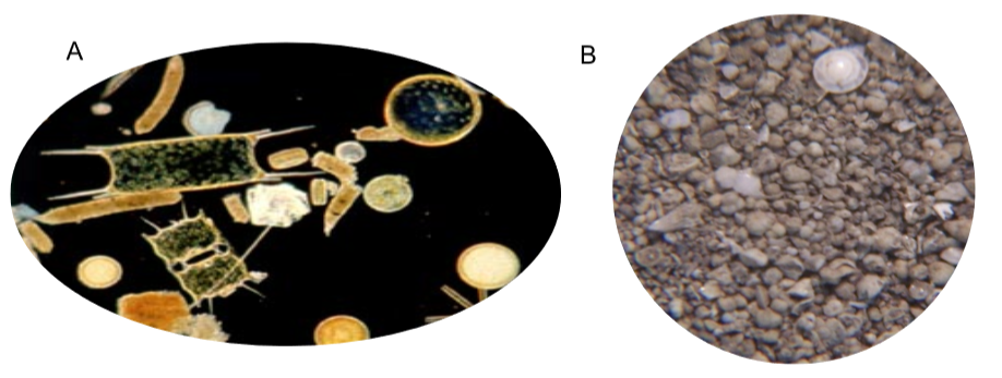 Figura 2. Ejemplificación de diatomeas (A) y foraminíferos bentónicos (B).