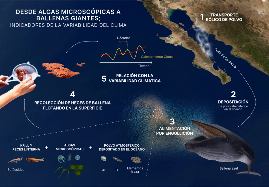 Figura 1. Representación esquemática de la utilización de las heces de ballena como indicadores de la variabilidad climática (infografía por Allison M. Hadden-Martínez).