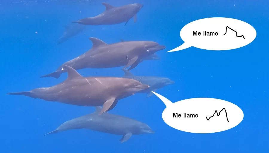 Tursiones nadando en grupo bajo el agua, mientras intercambian silbidos firma. Fotografía: Haidé Cruz Villagrán.