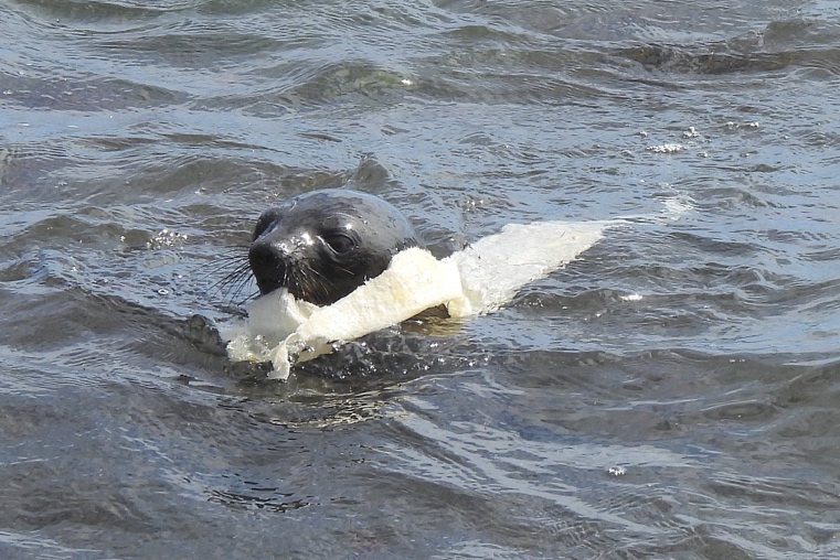A seal swimming in the water with a piece of food in its mouth

Description automatically generated
