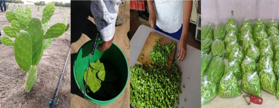 C:\Users\mirer\Desktop\PROYECTOS INVESTIGACION\PROYECTO-NOPAL\PRODUCTOS ACADEMICOS\nopales.jpg