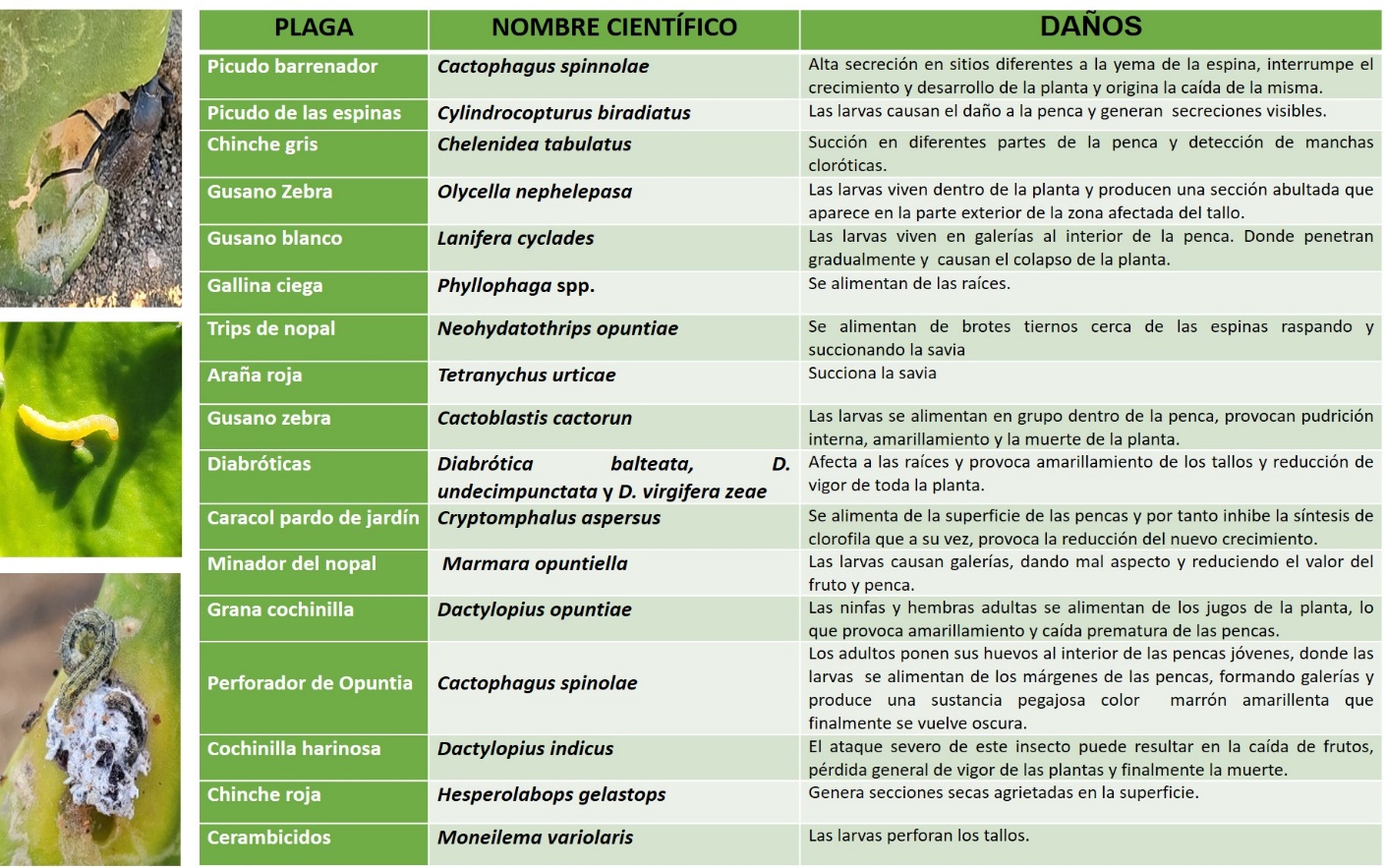 C:\Users\mirer\Desktop\PROYECTOS INVESTIGACION\PROYECTO-NOPAL\PRODUCTOS ACADEMICOS\PLAGA3.jpg