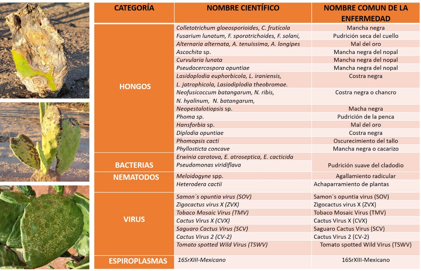 C:\Users\mirer\Desktop\PROYECTOS INVESTIGACION\PROYECTO-NOPAL\PRODUCTOS ACADEMICOS\ENFERMEADES 2.jpg
