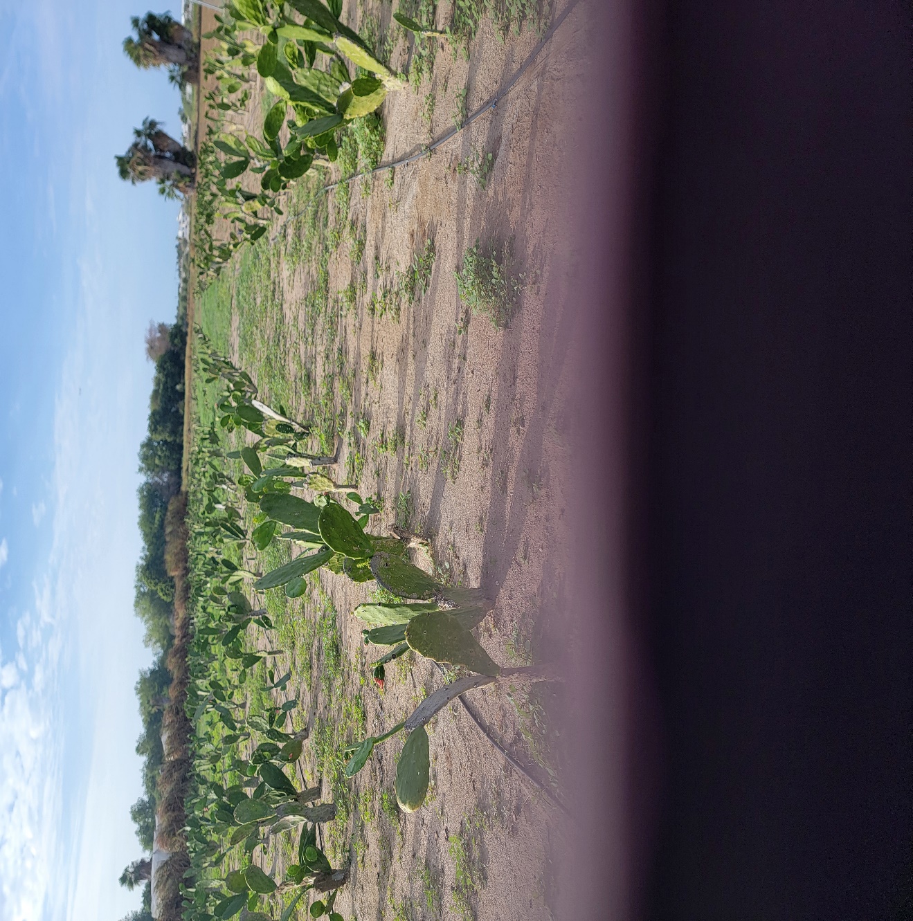 C:\Users\mirer\Desktop\PROYECTOS INVESTIGACION\PROYECTO-NOPAL\20251229_151934.jpg